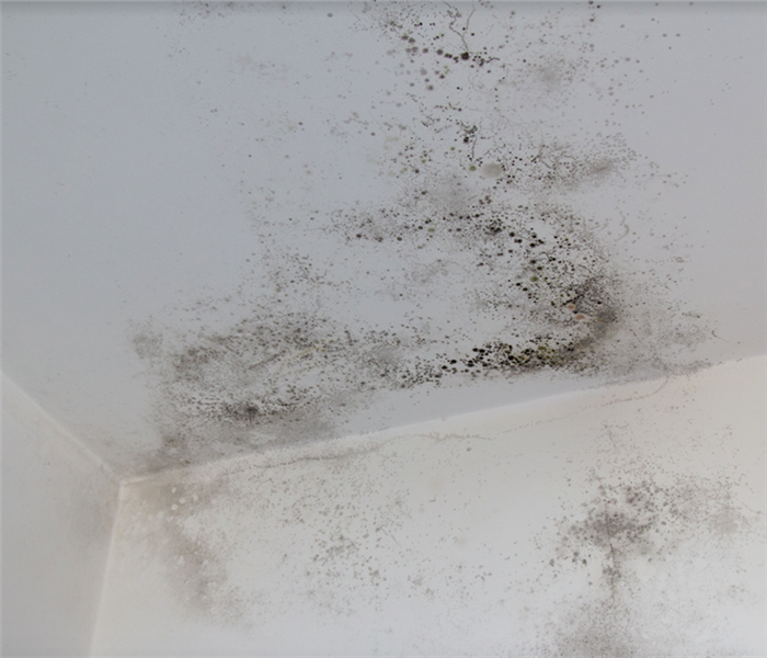 mold growing on the wall in the corner of a room
